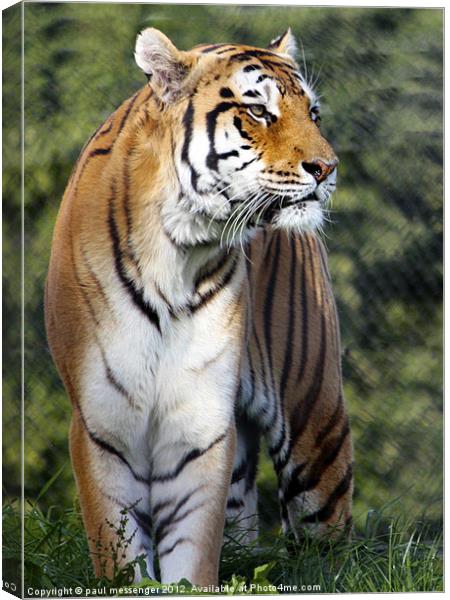 Amur Tiger Canvas Print by Paul Messenger