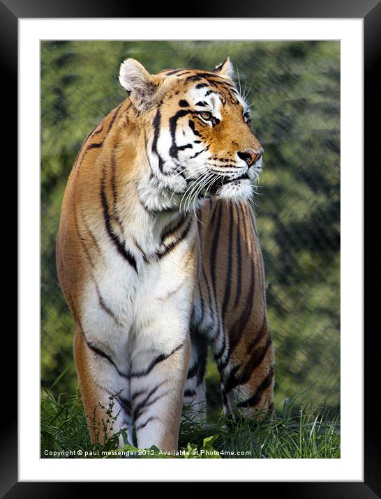 Amur Tiger Framed Mounted Print by Paul Messenger