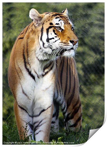 Amur Tiger Print by Paul Messenger