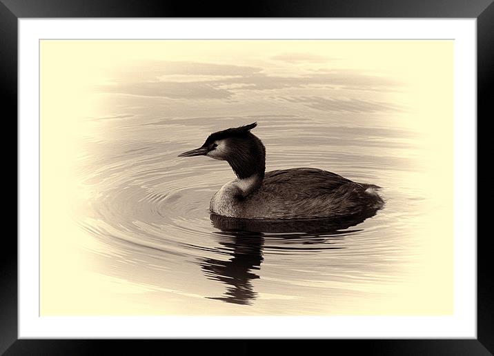 Great Crested Grebe Framed Mounted Print by Dean Messenger