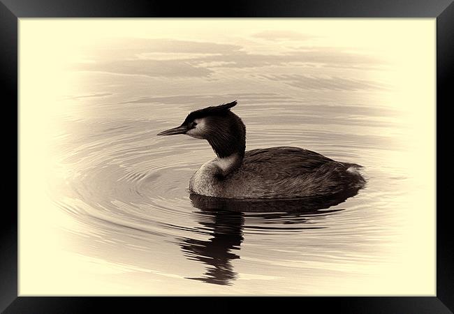 Great Crested Grebe Framed Print by Dean Messenger