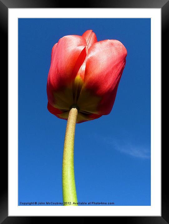 Red Tulip Framed Mounted Print by John McCoubrey