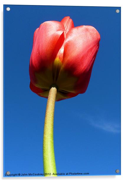 Red Tulip Acrylic by John McCoubrey