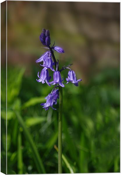 Single Bluebell Flower Canvas Print by Jacqi Elmslie