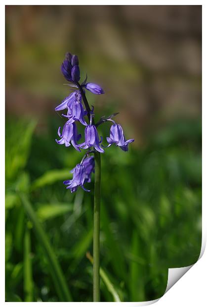 Single Bluebell Flower Print by Jacqi Elmslie