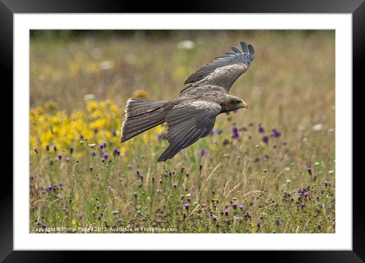 Black Kite in Meadow Framed Mounted Print by Philip Pound