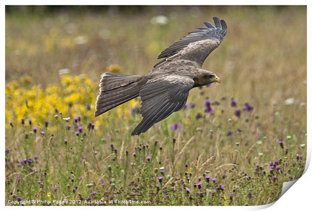 Black Kite in Meadow Print by Philip Pound