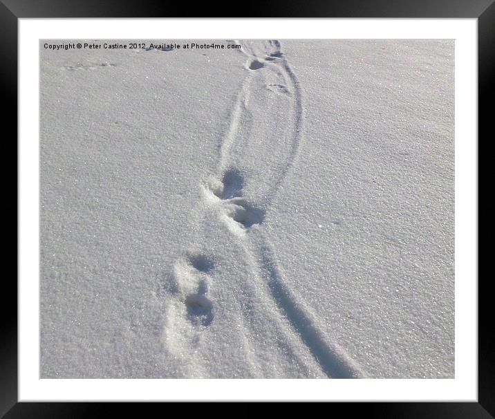 otter tracks in the snow Framed Mounted Print by Peter Castine