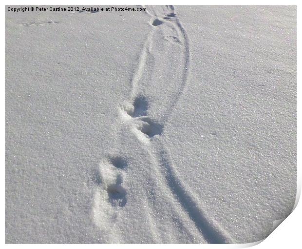otter tracks in the snow Print by Peter Castine