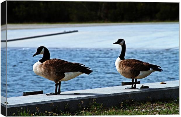geese on new river landing Canvas Print by timothy jankowski