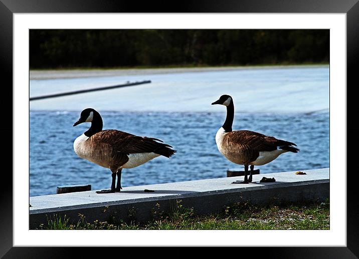geese on new river landing Framed Mounted Print by timothy jankowski