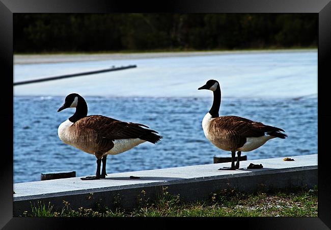 geese on new river landing Framed Print by timothy jankowski