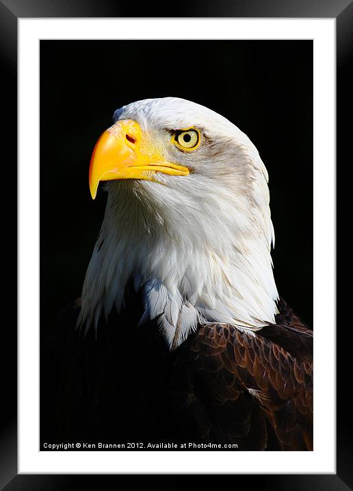 American Bald Eagle 2 Framed Mounted Print by Oxon Images