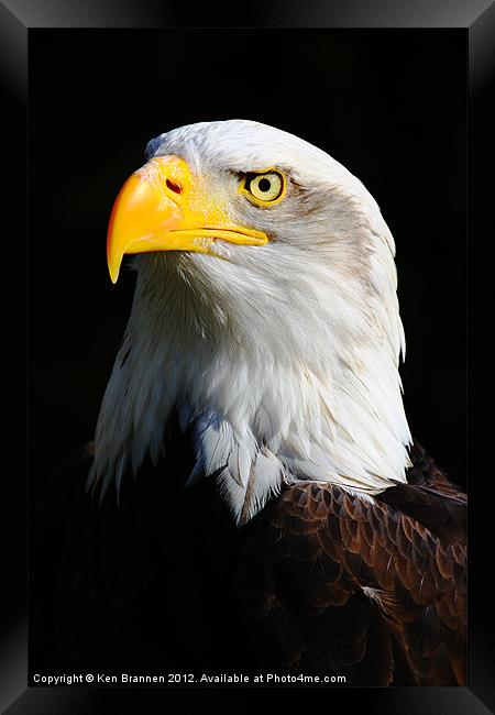 American Bald Eagle 2 Framed Print by Oxon Images