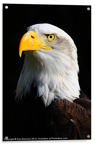 American Bald Eagle 2 Acrylic by Oxon Images