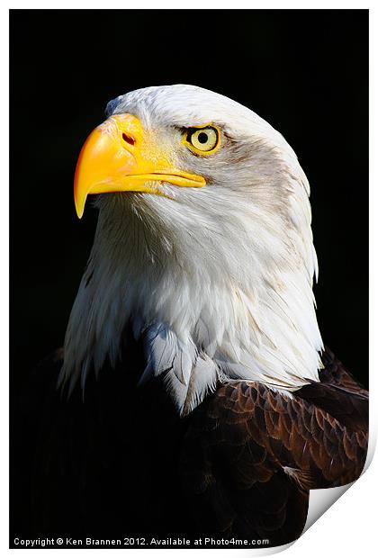 American Bald Eagle 2 Print by Oxon Images