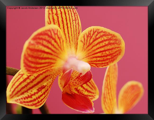 Mini Orchid Framed Print by Jacob Andersen