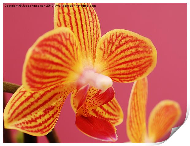 Mini Orchid Print by Jacob Andersen