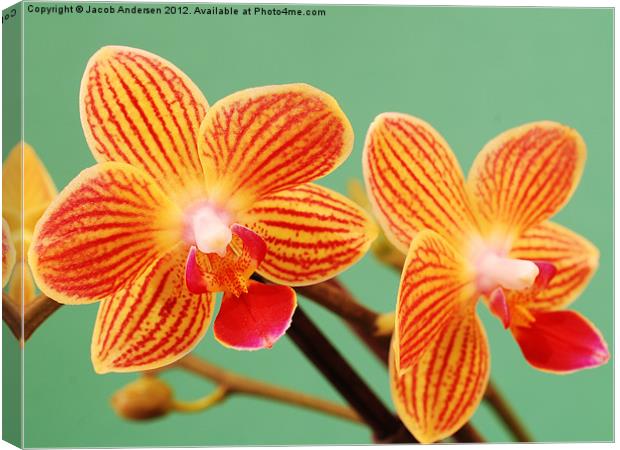 A Pair of Mini Orchids Canvas Print by Jacob Andersen