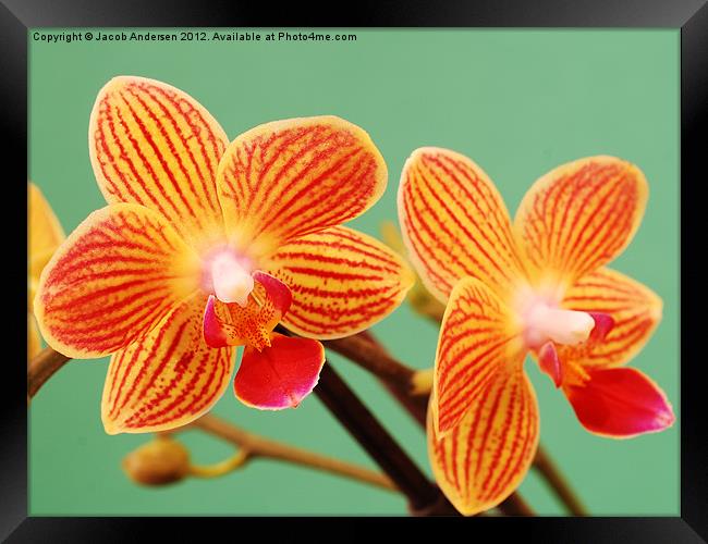 A Pair of Mini Orchids Framed Print by Jacob Andersen
