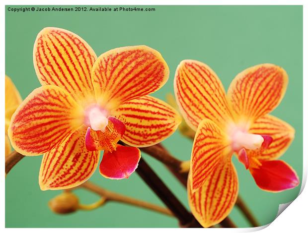 A Pair of Mini Orchids Print by Jacob Andersen