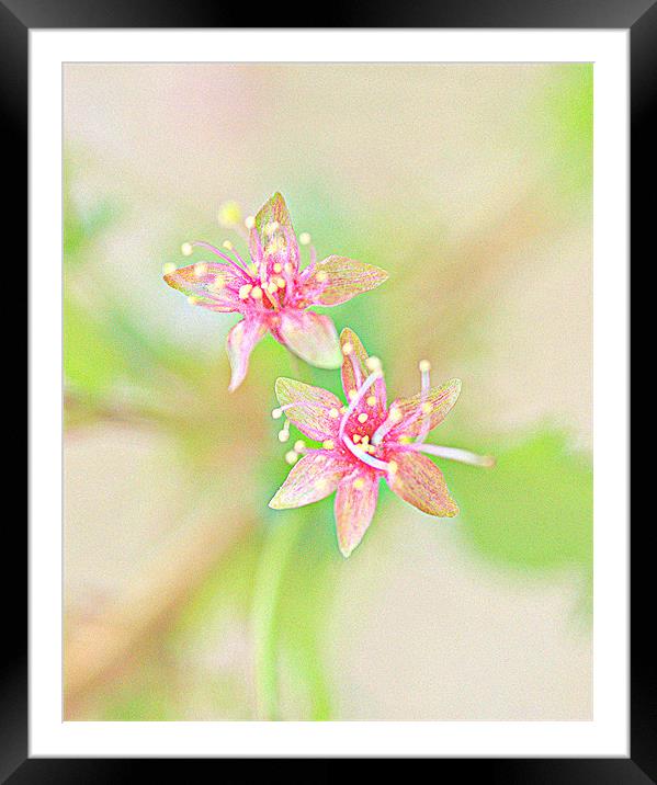 Abstract Cherry Blossom HDR Framed Mounted Print by Louise Godwin