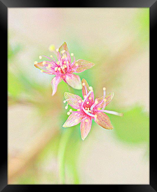 Abstract Cherry Blossom HDR Framed Print by Louise Godwin