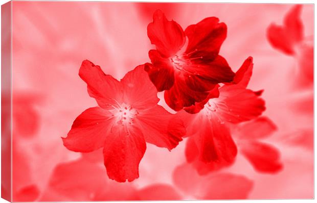 InfraRED Cherry Blossom Canvas Print by Louise Godwin