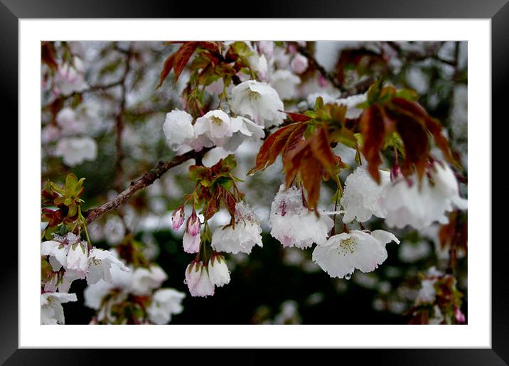 Snowy Blossom Framed Mounted Print by Jacqi Elmslie