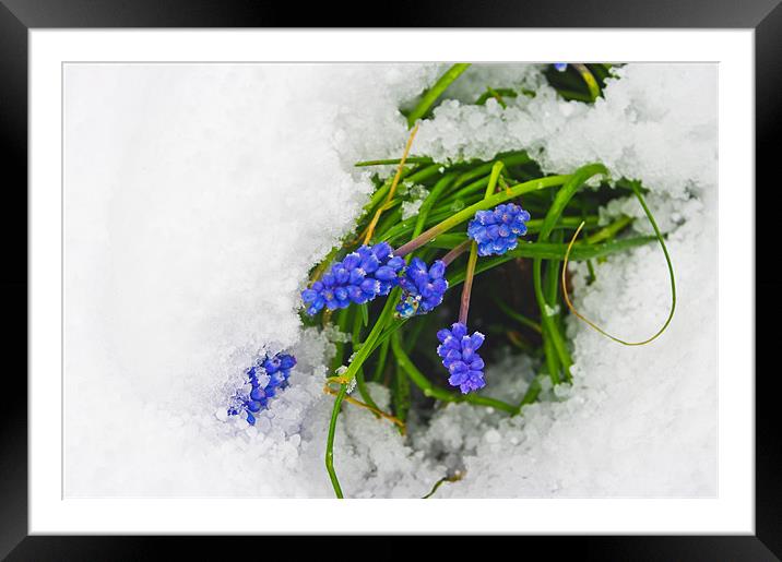 Blue Muscari Flowers in Snow Framed Mounted Print by Jacqi Elmslie