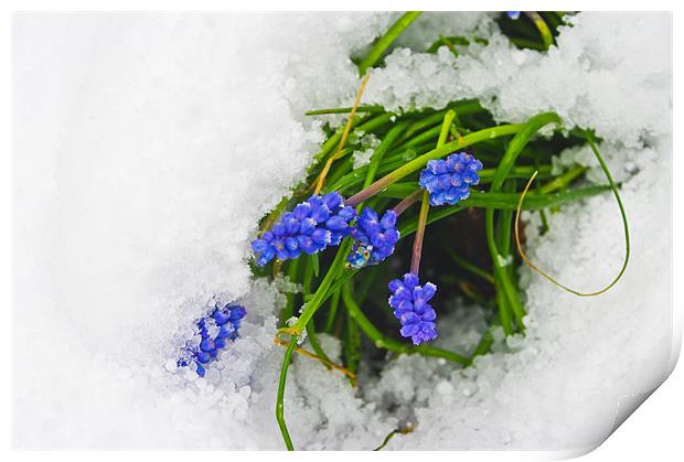 Blue Muscari Flowers in Snow Print by Jacqi Elmslie