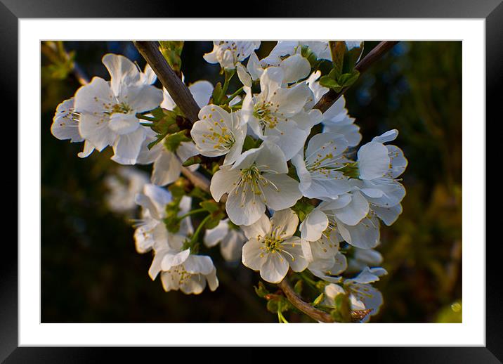 White Blossom Tree Framed Mounted Print by John Ellis