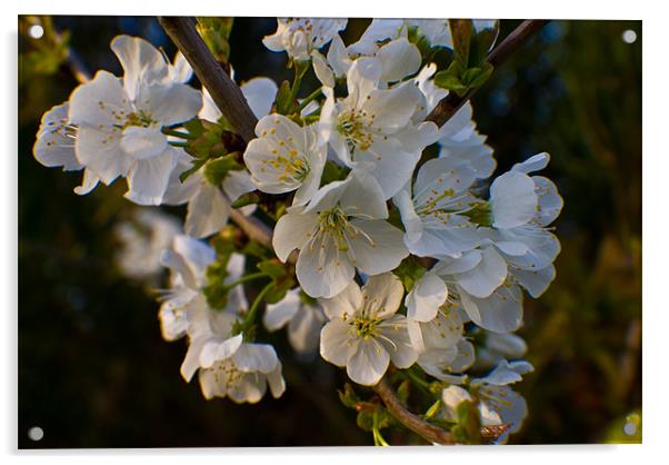 White Blossom Tree Acrylic by John Ellis