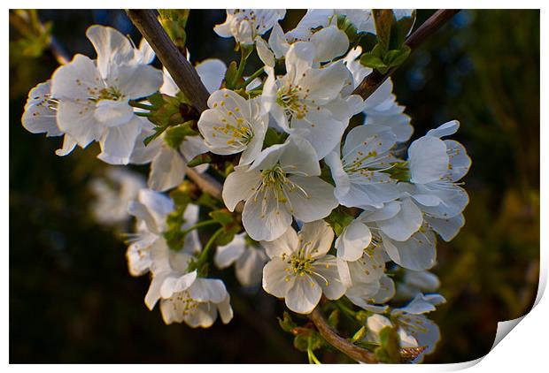 White Blossom Tree Print by John Ellis
