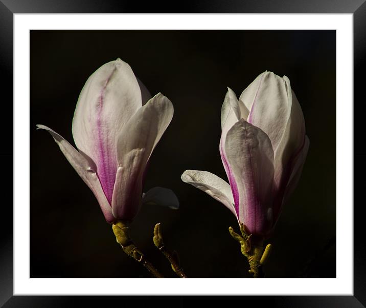 magnolias Framed Mounted Print by Dean Messenger