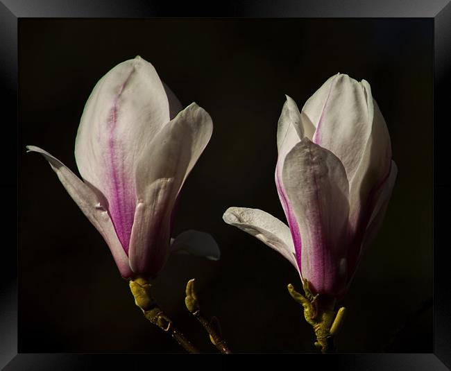 magnolias Framed Print by Dean Messenger