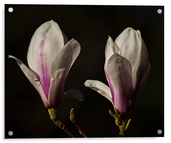 magnolias Acrylic by Dean Messenger