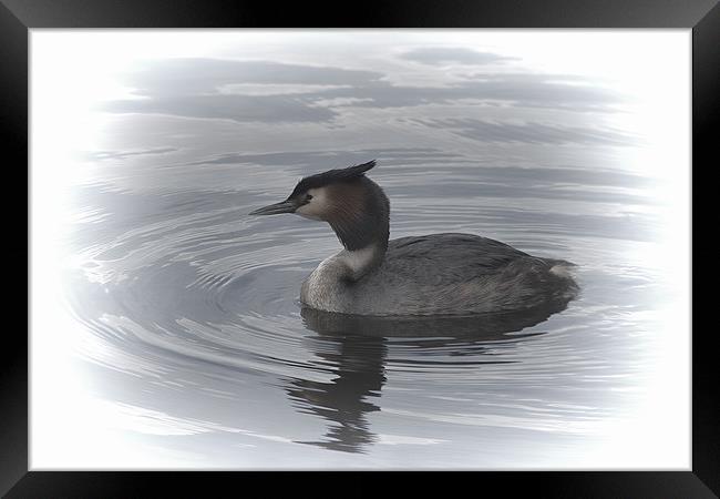 Great Crested Grebe Framed Print by Dean Messenger