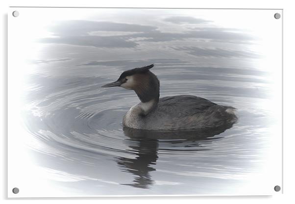 Great Crested Grebe Acrylic by Dean Messenger