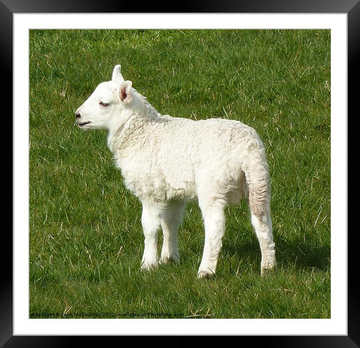White Lamb Framed Mounted Print by John McCoubrey