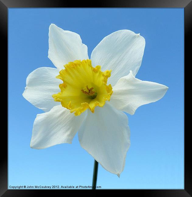 Narcissus Daffodil Framed Print by John McCoubrey
