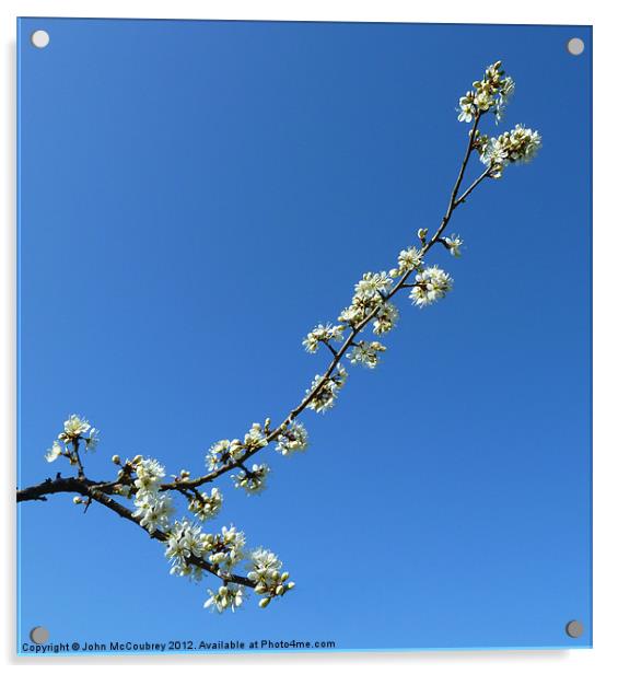 Spring Blossom Acrylic by John McCoubrey