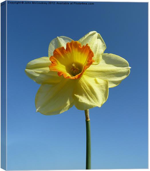 Yellow Narcissus Daffodil Canvas Print by John McCoubrey