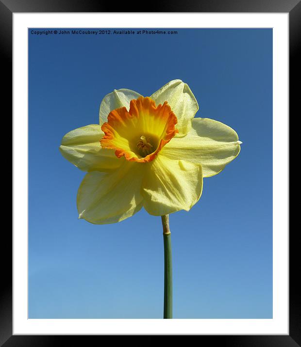 Yellow Narcissus Daffodil Framed Mounted Print by John McCoubrey