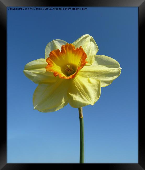 Yellow Narcissus Daffodil Framed Print by John McCoubrey
