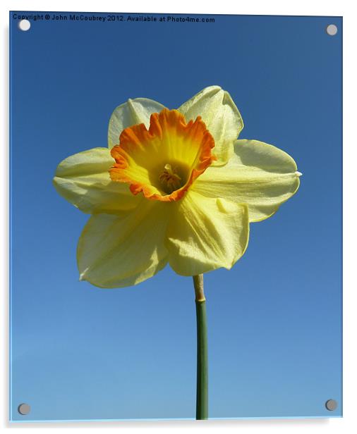Yellow Narcissus Daffodil Acrylic by John McCoubrey
