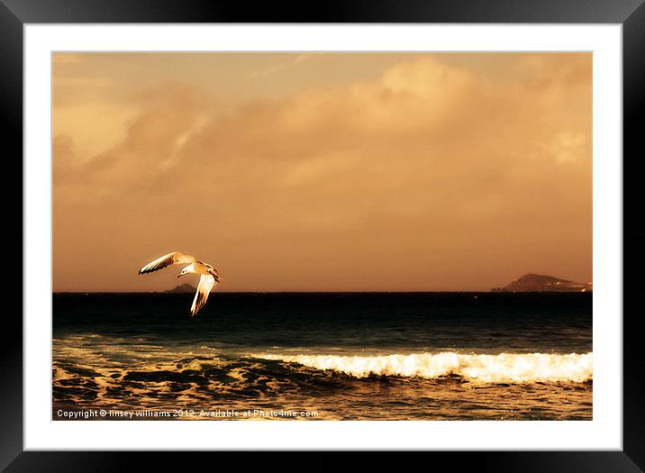 Sennen seagull Framed Mounted Print by Linsey Williams