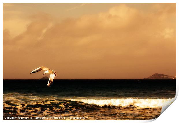 Sennen seagull Print by Linsey Williams