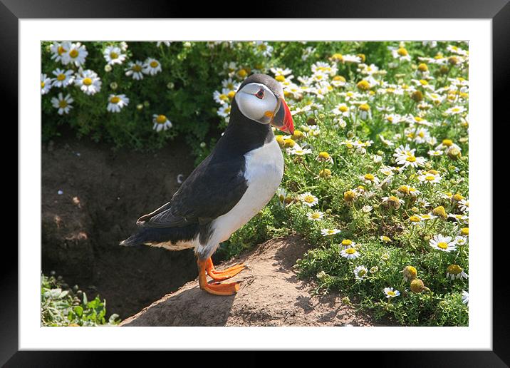 Puffin and Daisies Framed Mounted Print by Julie Hoddinott