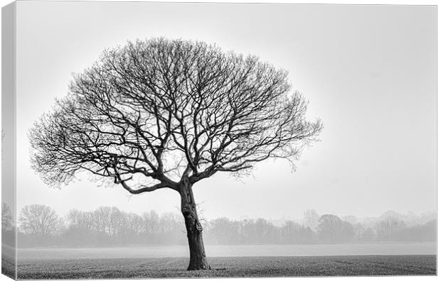one tree Canvas Print by richard downes